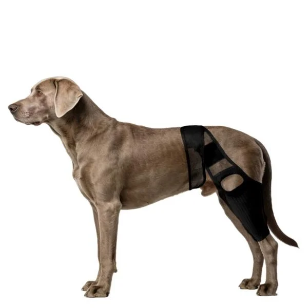 Breathable Mesh Pet Leg Brace - Dog Hind Leg Support, Knee Brace for Injury Recovery L L