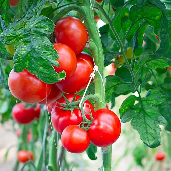 100 Stycken 9,5CM Trädgårdsväxt Fixeringsklämmor, Klätterväxt Stödklämmor, Tomatklämmor, Tomatstöd