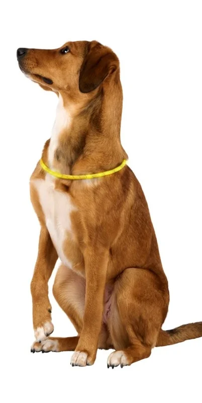LED-hundehalsbånd 50 cm / lysende hundehalsbånd for hunder / hundehalsbånd for kveldsturer