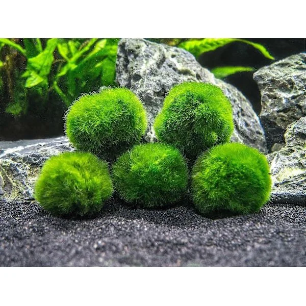 Medelstora Mossbollar, Akvariedekor, Arvegodspresent, Älskad av Akvariedjur, 10 Bollar