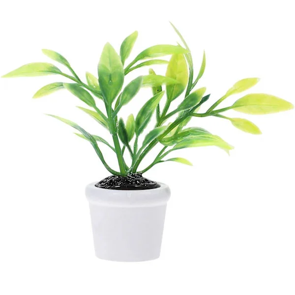 Miniature Plants Small Potted Plants Indoor Live Flowers Plants Green Decoration 3*6cm