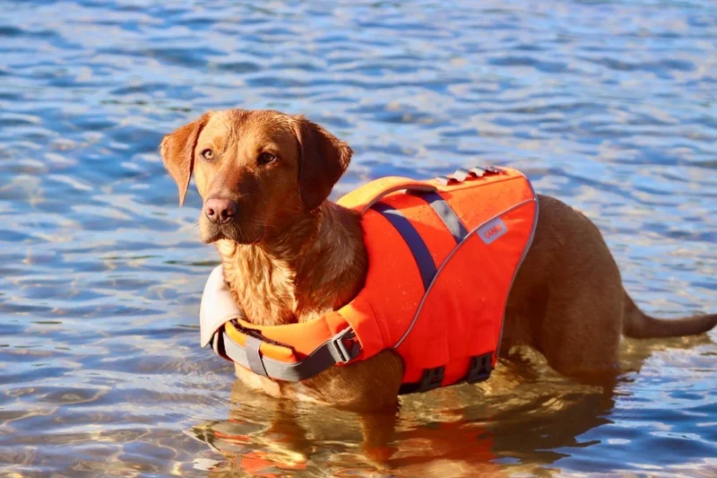 Active Canis koiran kelluntaliivi, XL-XXL