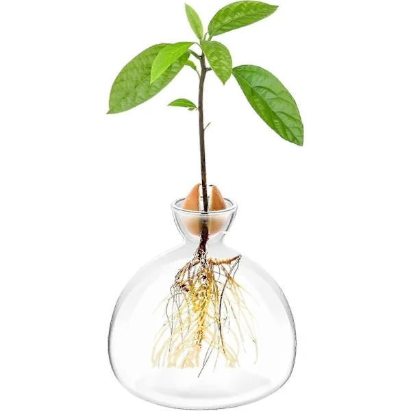 Avokadon siemenen idätysastia Istutusmaljakko Ruukku Avokadopuu Kasvatussetti Lasimaljakot Kasvata Avokadopuu Kotona Avokadopuu Kasvatussetti 