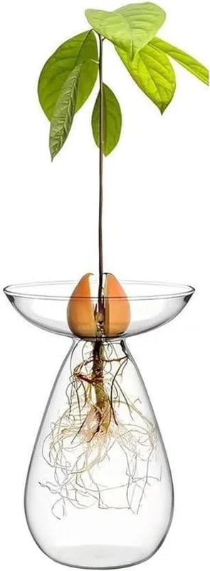 Glasvaser för odling av avokadokärnor, transparenta hydroponiska krukor och odlingskit för små träd – för hem- och kontorsinredning.