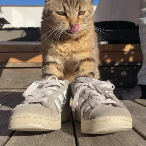 Adidas campus 00