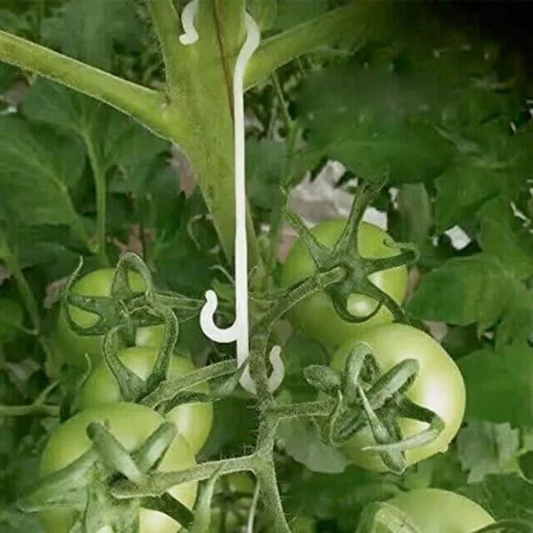 100 Stycken 13CM Trädgårdsväxt Fixeringsklämmor, Klätterväxt Stödklämmor, Tomatklämmor, Tomatstöd
