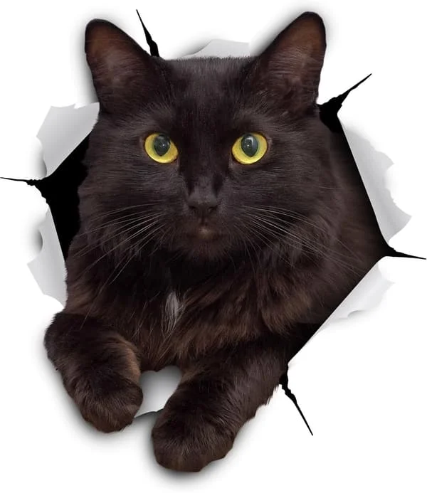 3D Kattdekaler | 2-pack | Hungrig Svart Katt Dekaler för Vägg - Kylskåp - Toalett - Bil - Detaljhandelspaket, Vilande Svart Katt