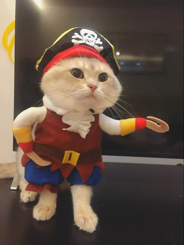 (M) Husdjurstillbehör Hundkläder Stående Piratkläder Hundkläder